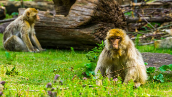 美丽的肖像巴巴莉短尾猿坐着草热带猴子濒临灭绝的灵长类动物specie非洲