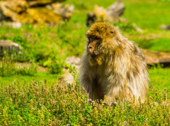 美丽的巴巴莉短尾猿肖像热带猴子坐着草濒临灭绝的动物specie非洲