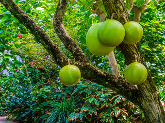 葫芦树轴承大水果受欢迎的热带果期植物异国情调的specie美国