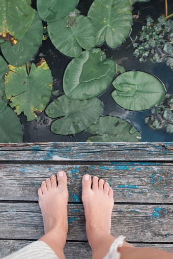 莲花叶子湖前视图莲花叶子湖前视图腿自然美丽的壁纸背景脚水生植物学莉莉垫深黑暗