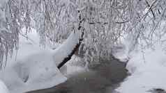 美丽的冬天景观雪覆盖树冻
