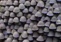 大集团有毒的蘑菇背景