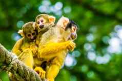 常见的松鼠猴子双胞胎婴儿回来热带灵长类动物specie亚马逊盆地美国