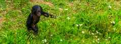 倭黑猩猩婴儿走草俾格米人黑猩猩婴儿人类猿濒临灭绝的灵长类动物specie非洲