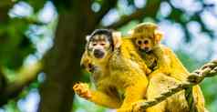 常见的松鼠猴子双胞胎婴儿回来热带动物specie亚马逊盆地