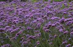 美丽的盛开的紫色的花草地摇摆风