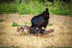 免费的范围母鸡婴儿啄吃大米种子农场