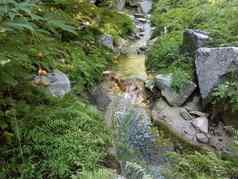 溪流水石头植物