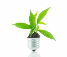 绿色植物生活灯灯泡绿色能源概念