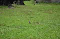 可爱的兔子兔子绿色草草坪上