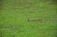 可爱的兔子兔子绿色草草坪上