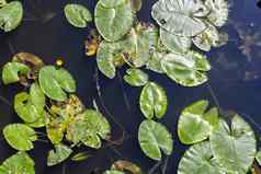 莉莉池塘河海岸植物粉红色的睡莲湖