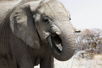 关闭大象吃乔贝国家公园博茨瓦纳
