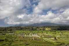 巴厘岛印尼稻田椰子树小屋使用