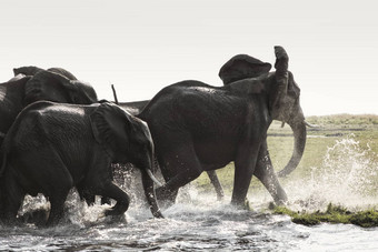 非洲大象学名Loxodonta非洲喝水埃托沙