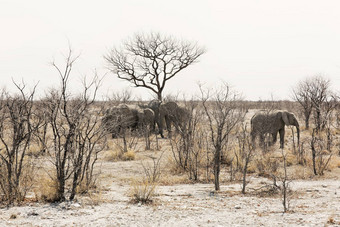 美丽的图片非洲大象非洲