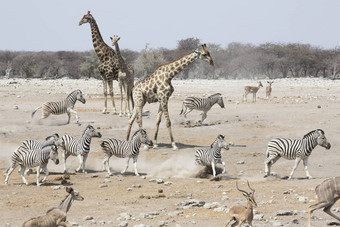 长颈鹿斑马跳羚收集浇水洞精神