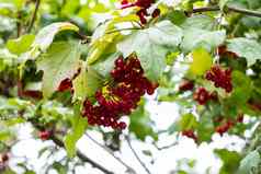 红色的荚莲属的植物分支花园荚莲属的植物荚莲属的植物opulus浆果叶子户外秋天秋天群红色的荚莲属的植物浆果分支