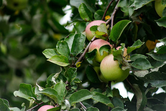 有机苹果挂树分支苹果果园苹果水果关闭