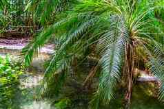 棕榈树水边热带花园异国情调的自然背景