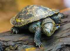 特写镜头肖像欧洲池塘乌龟热带爬行动物specie欧洲威胁动物物种