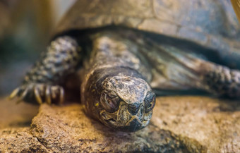 脸欧洲池塘乌龟特写镜头热带爬行动物欧洲威胁动物specie