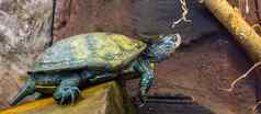美丽的肖像欧洲池塘乌龟异国情调的爬行动物欧洲威胁动物specie