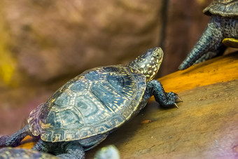 欧洲池塘乌龟走肖像热带爬行动物威胁动物specie