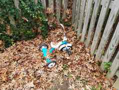 蓝色的白色三轮车棕色（的）叶子木栅栏