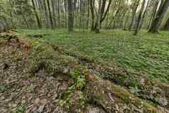 美丽的视图这原始比亚洛维耶扎森林波兰
