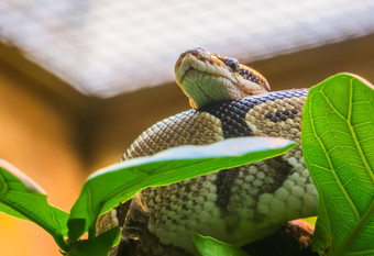 特写镜头皇家python铺设树热带大蟒蛇非洲