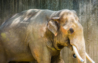 特写镜头肖像亚洲大象锯象牙受欢迎的动物园动物