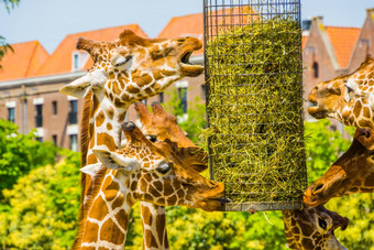 <strong>网状</strong>的长颈鹿吃有篮子动物园动物喂养设备濒临灭绝的动物specie非洲