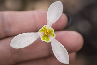 雪花莲<strong>春天</strong>花精致的雪花莲花<strong>春天</strong>符号早期雪花莲花白色雪花莲加兰蒂斯早期<strong>春天花园</strong>