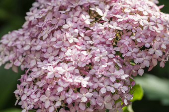 美丽的花背景模式绣球花灌木淡紫色紫罗兰色的粉红色的花盛开的春天夏天绣球花macrophylla盛开的花园特写镜头