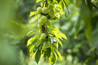 樱桃<strong>李子</strong>分支花<strong>园</strong>绿色樱桃<strong>李子</strong>特写镜头水果花<strong>园</strong>很多大多汁的<strong>李子</strong>阳光有机自然黄色的<strong>李子</strong>挂树分支