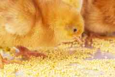 新生儿鸡黄色的鸡吃小米