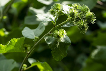 植物特写镜头<strong>牛蒡</strong>补丁乞丐按钮蔬菜花园味蕾伟大的<strong>牛蒡牛蒡</strong>补丁夏天