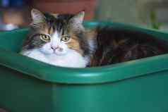 特写镜头猫盆地彩色的猫坐着绿色盆地洗猫坐塑料盆地
