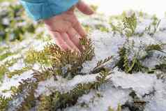 自然背景冻分支hildren的手触摸冻叶子冬天季节霜分支机构孩子们的手触摸霜分支特写镜头