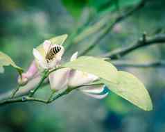 蜂蜜蜜蜂收集carpels粉红色的白色石灰花