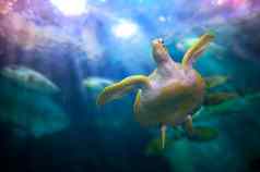 海乌龟游泳珊瑚海