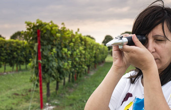 测量葡萄豆子葡萄园女人农民测量葡萄叹息