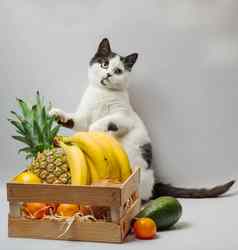 小猫黑色的白色皮毛绿色眼睛异国情调的水果菠萝香蕉椰子鳄梨橙色