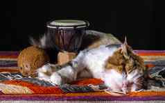 三原色猫睡觉非洲手鼓鼓椰子