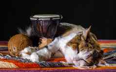 三原色猫睡觉非洲手鼓鼓椰子