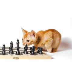 可爱的红色的小猫国际象棋孤立的白色背景