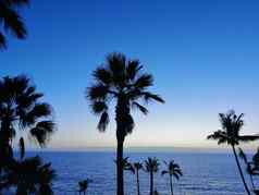 美丽的视图热带棕榈树海洋海滩这些美洲