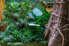 热带植物树热带花园异国情调的植物区系背景