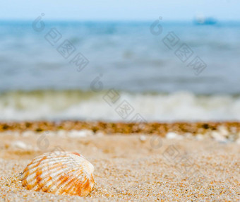 明亮的条纹壳牌石英沙子蓝色的海